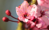 Розовые весенние цветы на ветке, макро