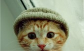 Рыжий котенок в шапке