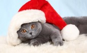 Серый кот в новогодней шапке