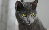 Серый котик