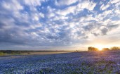 Синие цветы в поле, лето, закат