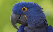 Синий попугай ара