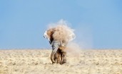 Слон в пыли