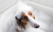 Собака в пене в ванной