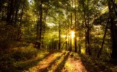 Солнце сквозь деревья в лесу и лесная дорога