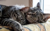Спящие серые кошки