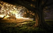 Старое толстое дерево в поле на закате