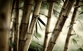 Старый бамбук