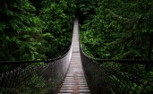 Старый мост в лесу