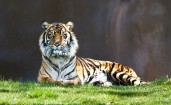 Настороженный тигр