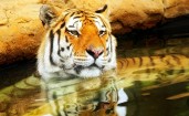 Тигр сидит в воде