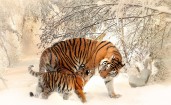 Тигрица с тигренком в снегу