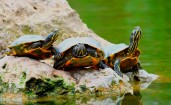 Три черепахи на камне