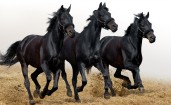 Три черные лошади