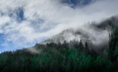 Туман над еловым лесом