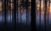 Туман в вечернем лесу