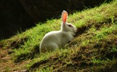 Белый кролик в траве