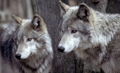 Два серых волка