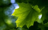 Зеленый кленовый лист