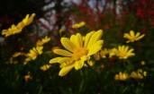 Желтые цветы крупным планом