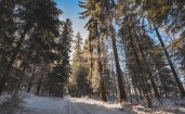 Зимняя дорога в сосновом лесу