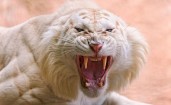 Злобный белый тигр