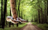 Змея на фоне леса