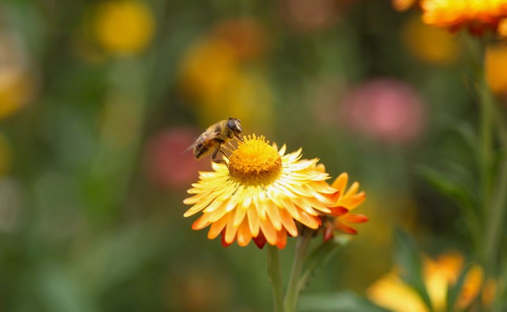 Пчелка собирает пыльцу с желтого цветка