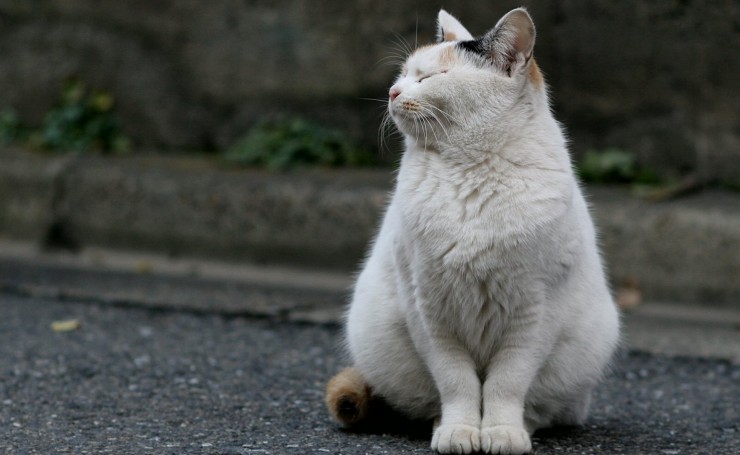 Толстый кот с закрытыми глазами