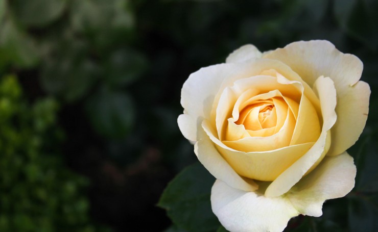 Белый цветок розы крупным планом