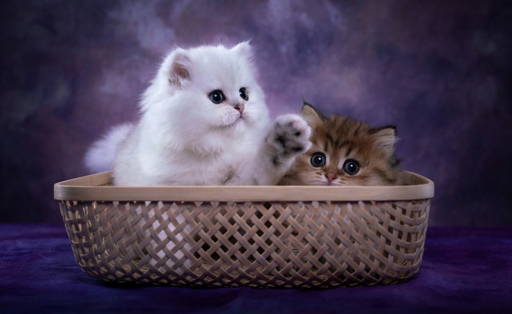 Белый и рыжий котенок в корзинке
