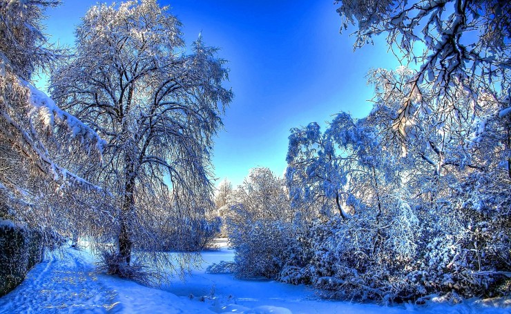Белый зимний пейзаж