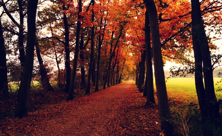 Дорога между осенних деревьев