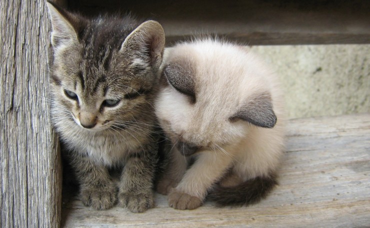 Два маленьких котенка
