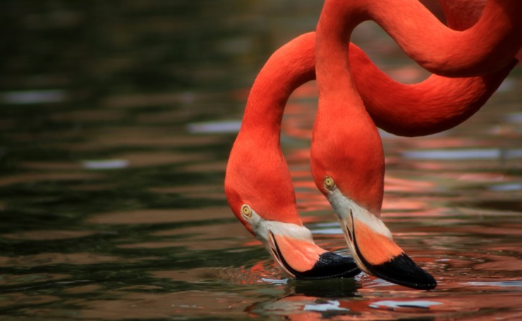 Два розовых фламинго пьют воду