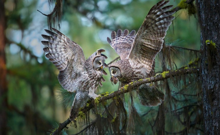 Две совы на ветке дерева