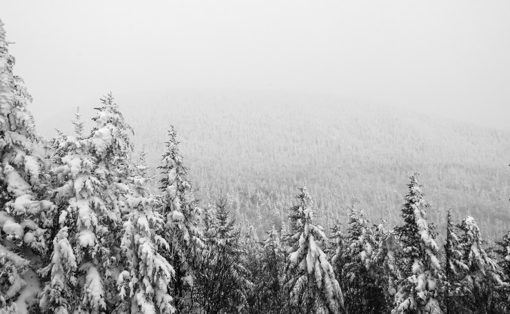 Еловый лес под снегом
