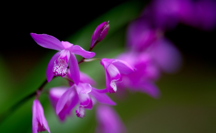 Фиолетовые цветы, эффект Боке, макро