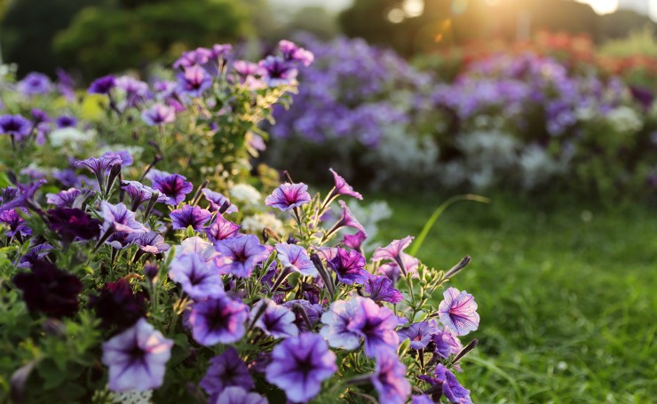 Фиолетовые цветы в лучах заходящего солнца