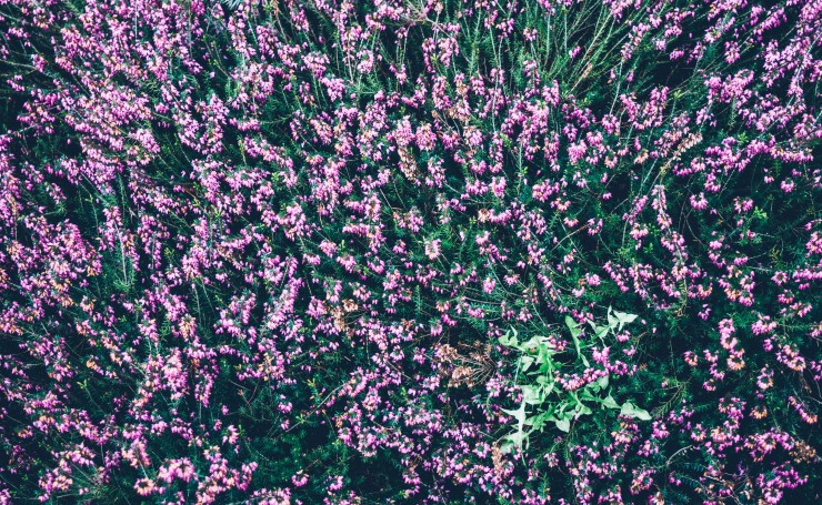 Фиолетовые цветы в поле