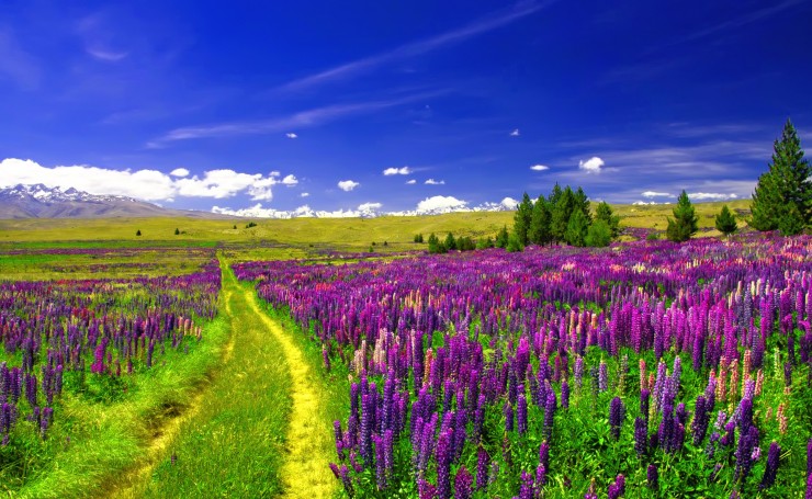 Фиолетовые люпины в поле