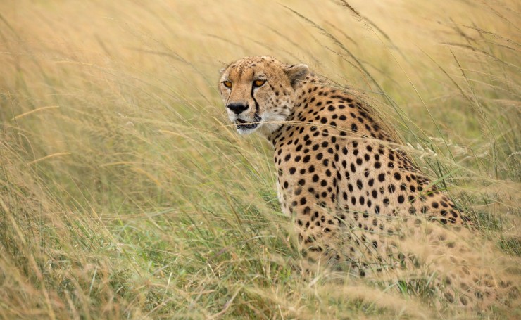 Гепард в сухой траве