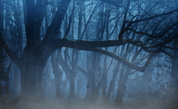 Голые деревья в тумане
