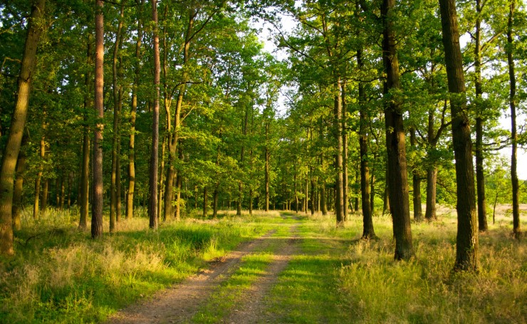 Грунтовая дорога в зеленом лесу
