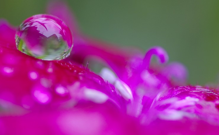 Капля воды на розовом цветке