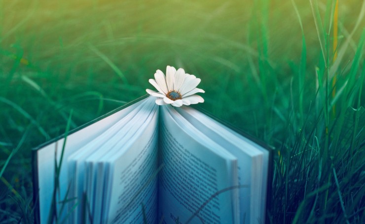 Книга и белый цветок
