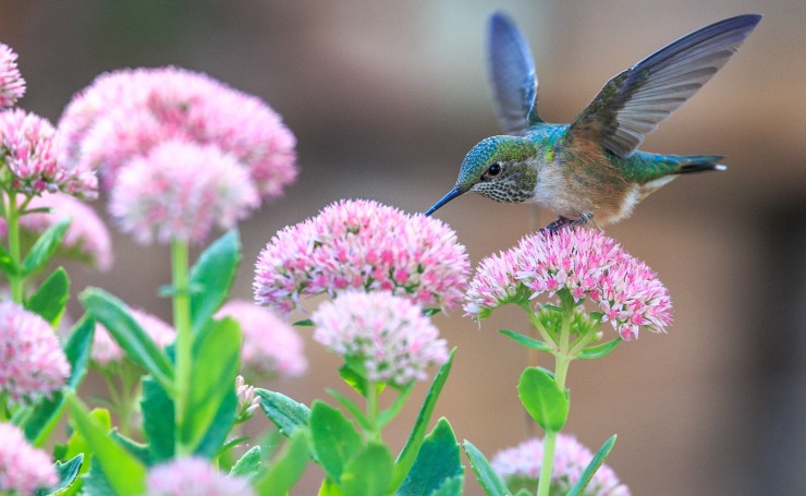 Колибри на цветках