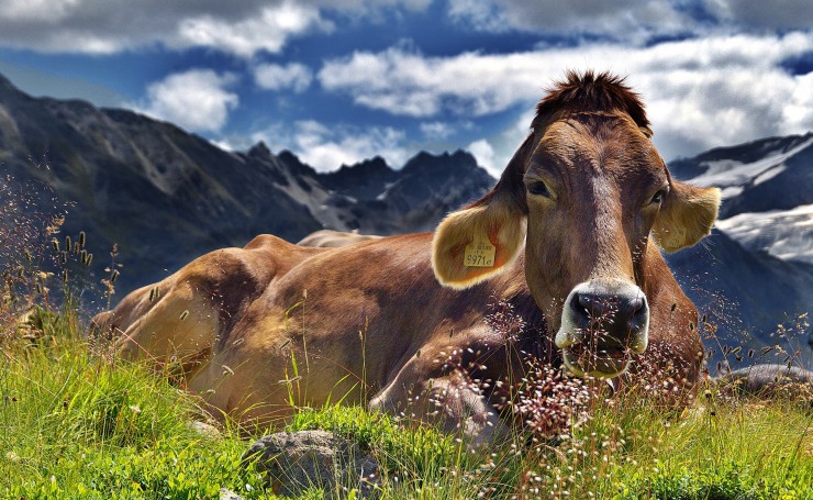 Корова лежит на альпийском лугу