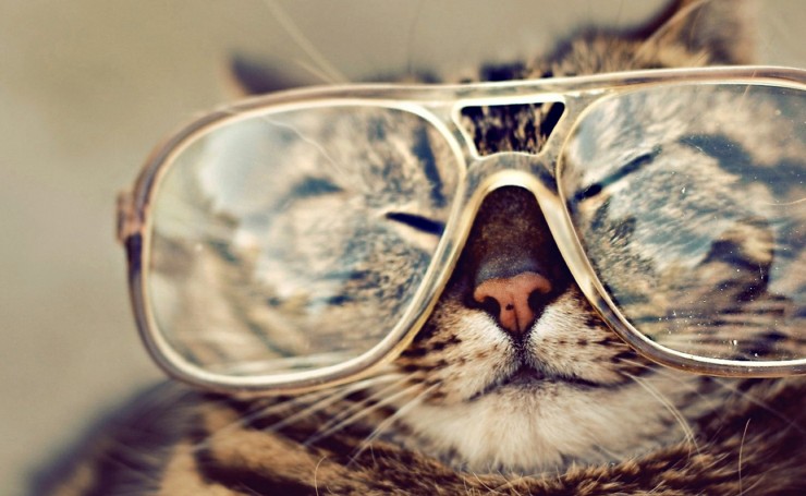 Кот в огромных очках