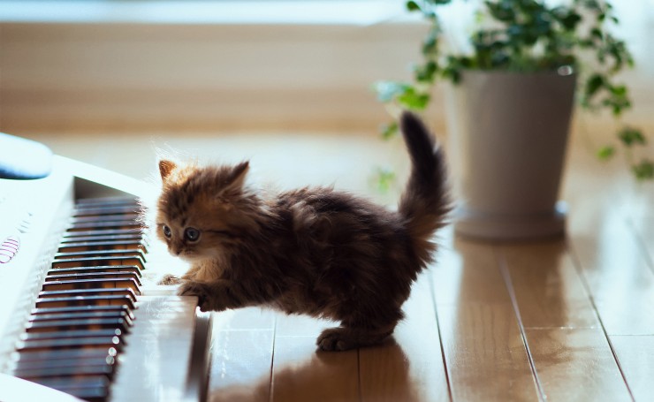 Котенок играет на пианино